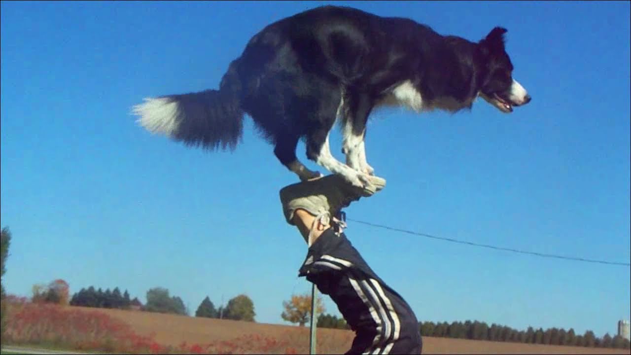 Download Nana the Border Collie Performs Amazing Dog Tricks