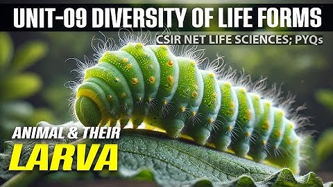 Animal and their Larva | CSIR NET DEC 2024
