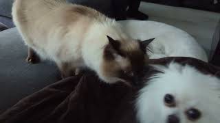 Ragdoll Cat Can't Figure Out If Pomeranian is a Cat or Dog