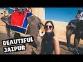 JAIPUR'S MONKEY TEMPLE & AMER FORT | India Travel Vlog