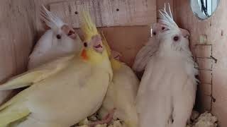 Cocktails breeding pairs and progress #cockatiel #youtubevideos #breeding