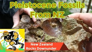 Discovering New Zealand's Hidden Pleistocene Fossils in the Castlecliffian Formation of Matata