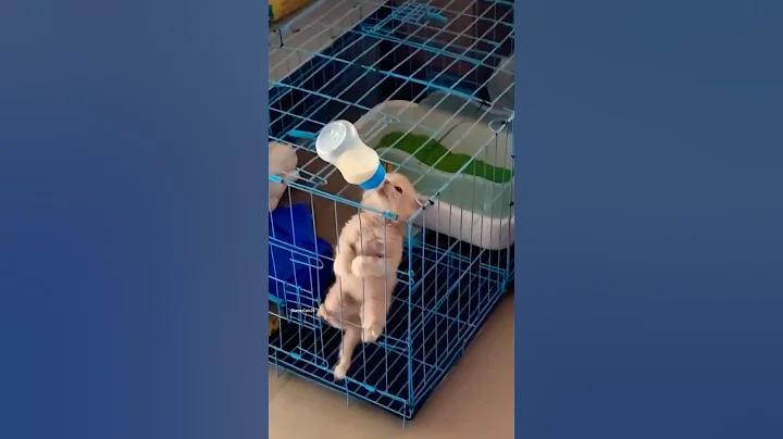 Video 11307051: cat kitten meow cutecats, cats kittens meowing compilation, catlover cats kittycat, funnycats catlove kittycat, kitty catlover funnycats, kitty catlover cats funny, kittens meowing compilation cute