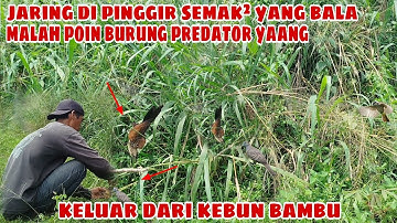 Jaring di pinggir semak² yang bala malah poin burung predator yang keluar dari kebun bambu