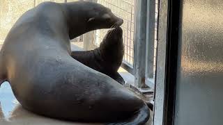 Welsh Mountain Zoo Baby Seal and Mum