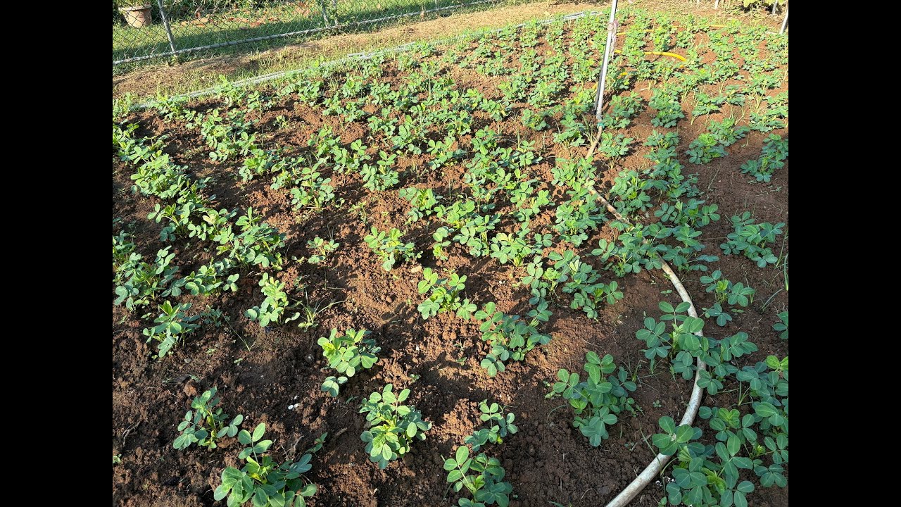 長安農園20250824(種花生)