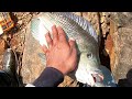 पवना धरणात सापडला भीम काय चिलापी मासा,Monster tilapia at Pawna Dam Pune