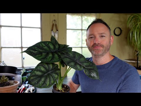 Vídeo: Alocasia Plant Feeding - Como e quando fertilizar plantas Alocasia