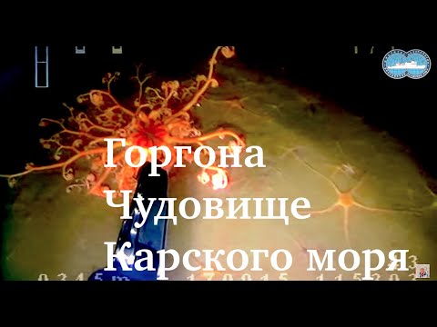 Горгона. Чудовище Карского моря.
