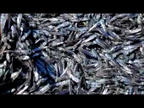 EED - Mortandad masiva de peces en aguas de la Bahía