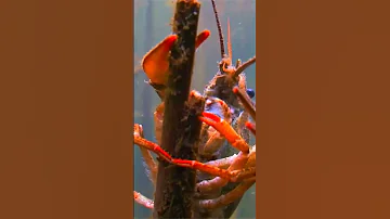 Узкопалый речной рак Astacus leptodactylus short #shorts
