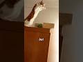 Looks Like a Fall… But Watch Closely 😳🐱 #OpticalIllusion#CatVideo#MindTrick