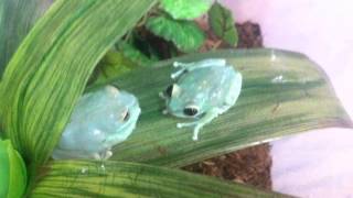 Ruby Eyed Tree Frog Mating Call