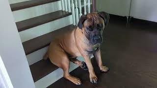 Dog Sitting Comfortably #dog #pets by Burpees & Bulgolgi 1,223 views 1 year ago 20 seconds