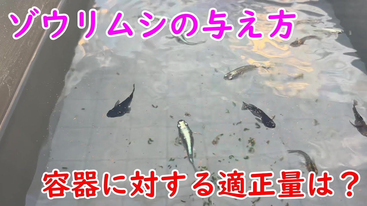 【めだか】ゾウリムシの与える量は？Ｂ型おやじ的な目安をお伝えします。Ｂ型おやじ