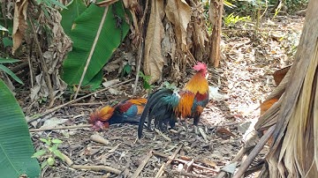 ไปหาต่อไก่ป่า hnub no mus dib qaib qus lom zem kawg