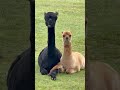 How me &amp; my bestie look judging everyone 🦙💅🤣