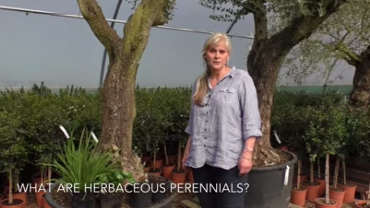 What Is A Woody Perennial?