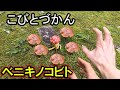 【ベニキノコビト 】を見つけた。【こびとづかん】