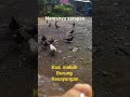 Kasi makan burung kesayangan  di sini namanya manuk    kalau di tempat kamu namanya apa