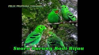 SUARA BURUNG MADI HIJAU