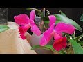 Cómo cuidar Cattleyas y hacer que florezcan: Riego y Abonado.