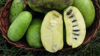 Pawpaws with Patrick Byers