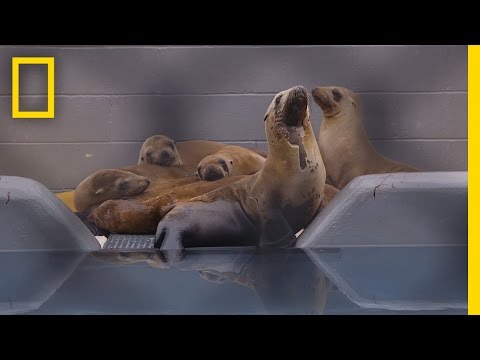 Video: Pet Scoop: Rehabbed jūras lauvas atgriežas Peru ūdeņos, Uggie veicina viņa memuāru