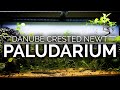 Danube Crested Newt Trickling Waterfall Paludarium | Step by Step