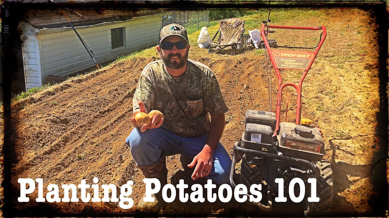 How To Plant Potatoes | Planting Potatoes 101| Gardening | Grow Your ...