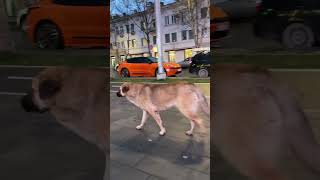 Dog from Dagestan #russia #shortvideo #дагестан #россия #shorts #dog