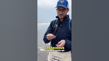 Cretaceous fossil (C. samhammeri) found by a paleontologist on Holden Beach, NC! #fossils 🦈