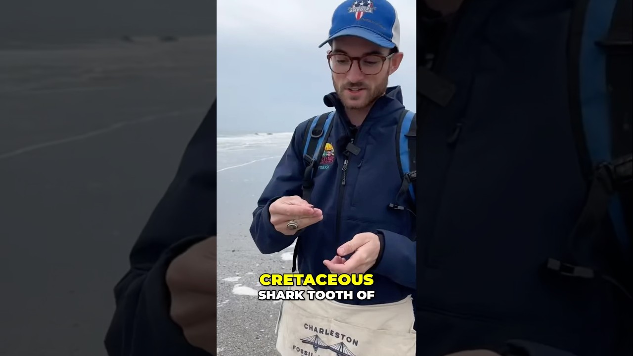 Cretaceous fossil (C. samhammeri) found by a paleontologist on Holden Beach, NC! 