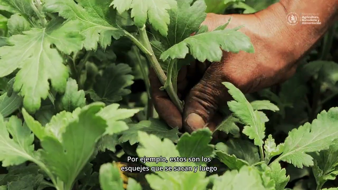 Tutorial sobre la siembra de crisantemos