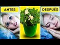 6 plantas para que tu dormitorio te ayude a dormir mejor