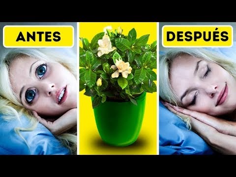 6 plantas para que tu dormitorio te ayude a dormir mejor