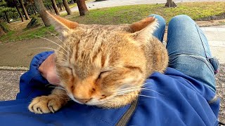 石段の上で寝ていた野良猫に近づいてナデナデしたら膝の上に乗ってきた