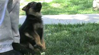 German Shepherd Puppy Obedience