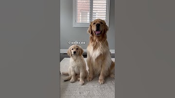 Watch my puppy grow up! #puppy #dog #goldenretriever