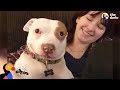 Pit Bull Dog Makes His Family Whole Again - BEAU | The Dodo Pittie Nation