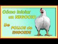 Cuánto DINERO necesito para CRIAR POLLOS ǀ Ing. Jannin Hernández Blandón