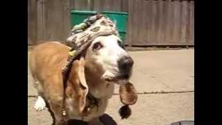 Dog With Coolest Hat