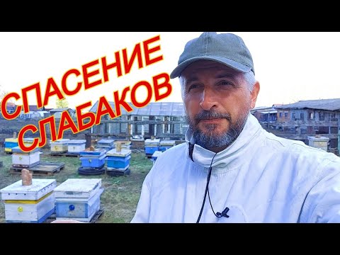 Spring Buckfast Review in Siberia/How to Fix the Weaklings
