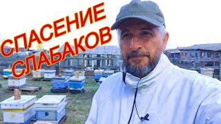 Весенняя ревизия бакфаста в Сибири/ как выправить слабышей