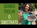 JARDINAGEM: Como saber a hora certa de mudar o substrato de uma planta