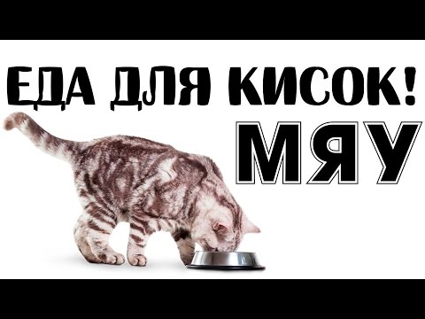 Чем нельзя кормить кошек и котят и как и чем правильно кормить котят и кошек?!!