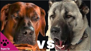 Rhodesian Ridgeback vs KangalFierce Protectors’ Result May Be Unexpectable