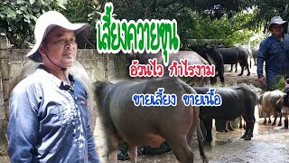 เลี้ยงควาย🐃🐃 ขุน อ้วนไว กำไรงาม