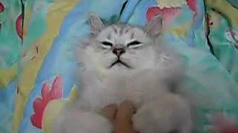 Video 11848501: cat chinchilla