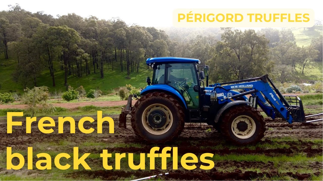 We planted new truffles - Our farm truffery